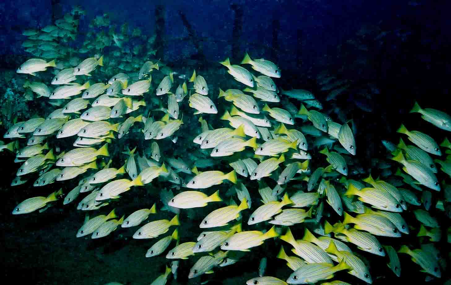 Whole-lot-of-fish
