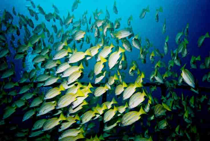 What is the fish of today?