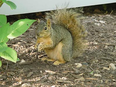 squirrel