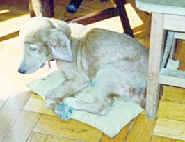 Canino Ringo com hipotiroidismo, antes do tratamento feito pelo Dr. Allecxander Soares