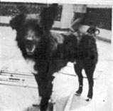 Fogo, o c&atilde;o do Mala