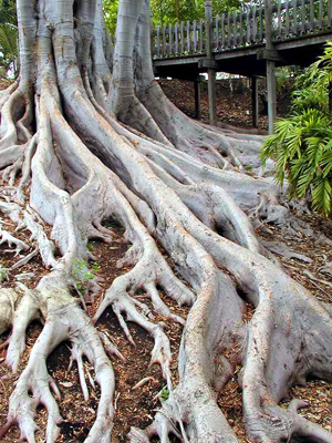 tree roots