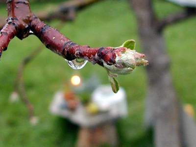 dew upon a branch
