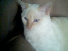 Molly