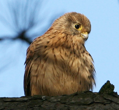 KESTREL - Dorian Mason