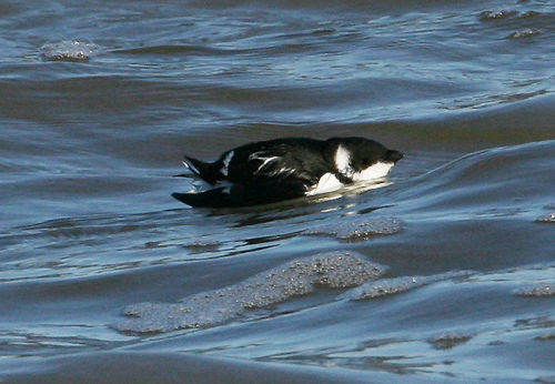 LITTLE AUK - Dorian Mason