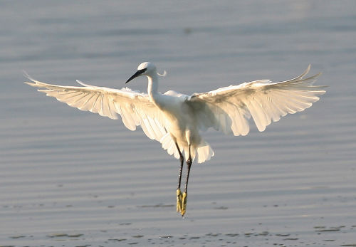 LITTLE EGRET - Dorian Mason