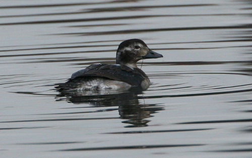 LONG TAILED DUCK - Dorian Mason