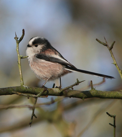 LONG TAILED TIT - Dorian Mason