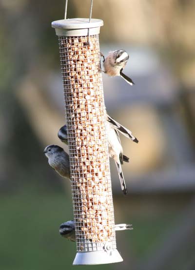 LONG TAILED TITS - Dorian Mason