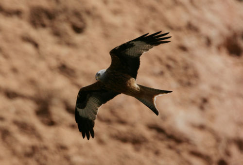 RED KITE - Dorian Mason