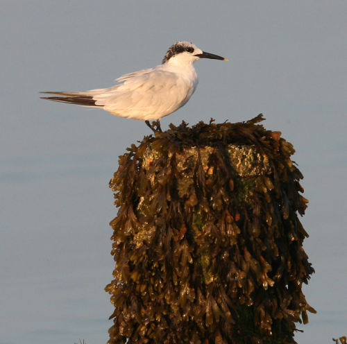 SANDWICH TERN - Dorian Mason