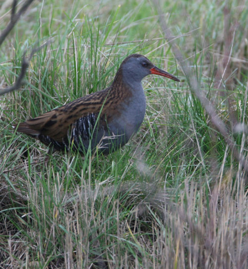WATER RAIL - Dorian Mason