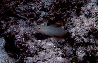 Amblygobius decussatus = Orange-striped Goby