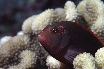 Paracirrhites arcatus = Arceye Hawkfish