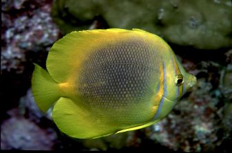 Chaetodon aureofasciatus = Gold-banded Butterflyfish