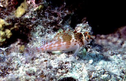 Cirrhitichthys falco = Falco's Hawkfish