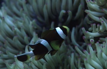 Amphiprion clarkii = Clark's Clownfish