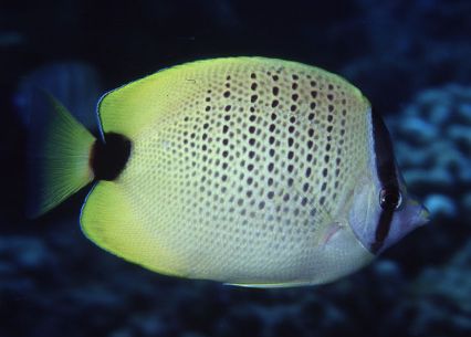 Chaetodon miliaris = Milletseed Butterflyfish