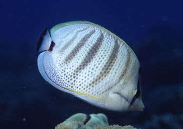 Chaetodon multicinctus = Multibanded Butterflyfish