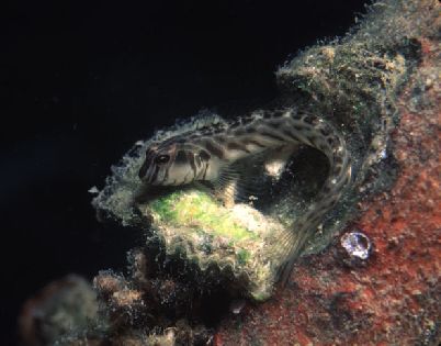 Omobranchus rotundiceps = Roundhead Blenny