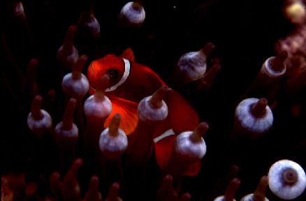 Premnas biaculeatus = Spine-cheek Anemonefish