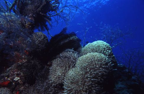 Under Water Scene