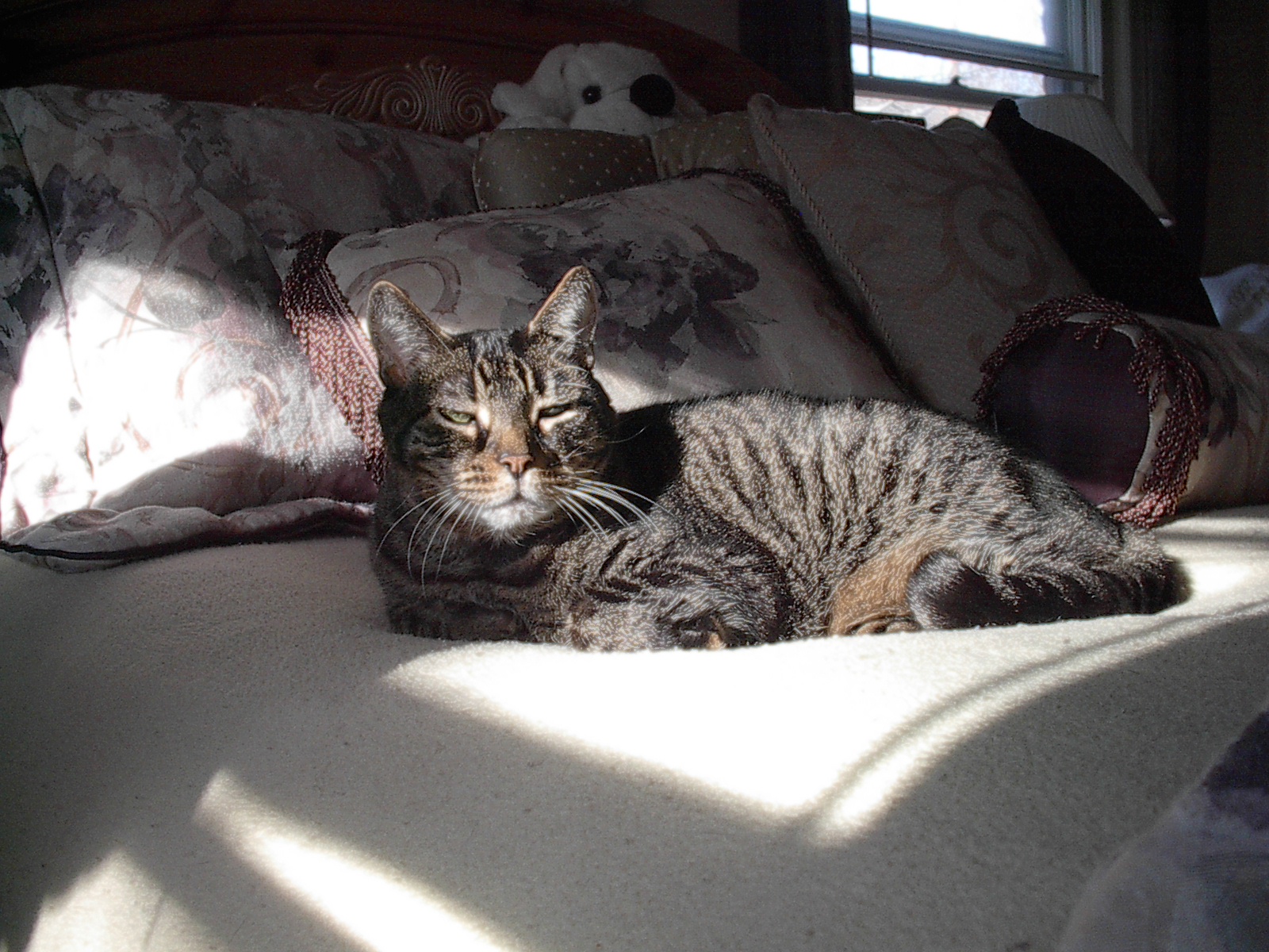 I'm such a handsome cat.&nbsp; Don't you agree?