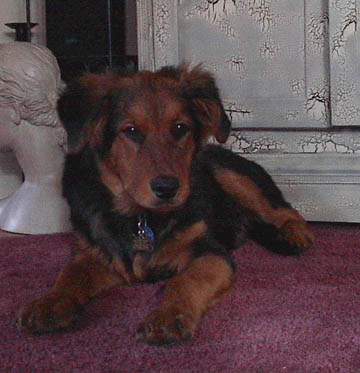 Aren't I a handsome dog?? My parents think so!!!!