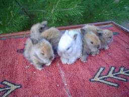 Lionhead Babies
