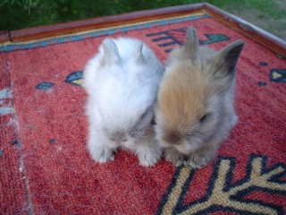 Lionhead Babies