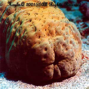 Actinopyga Obesa Sp.