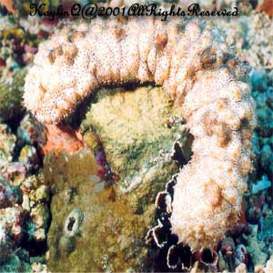 Bohadschia Graeffei Sp.