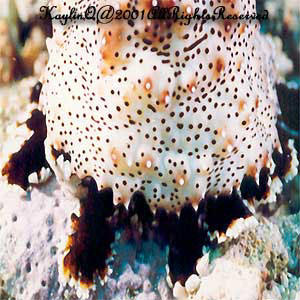 Bohadschia Graeffei Sp.