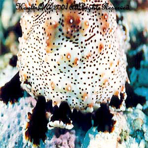 Bohadschia Graeffei Sp.
