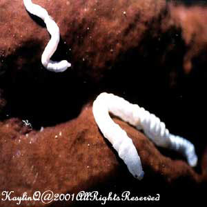 Synaptula Sp.