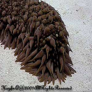 Thelenota Ananas Sp.