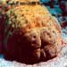 Actinopyga Obesa Sp.