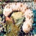 Bohadschia Graeffei Sp.