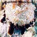 Bohadschia Graeffei Sp.