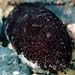 Stichopus Chloronotus Sp.