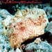Thelenota Anax Sp.