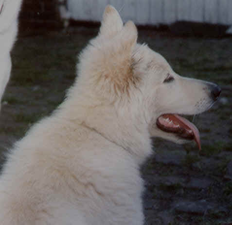 dog1.jpg (14494 bytes)