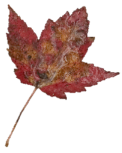 [Leaf Graphic Here]