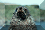Antarctic Fur Seal