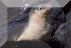 Australian Sea Lion