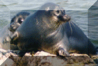 Baikal Seal