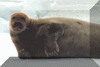 Bearded Seal