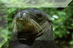 California, Galapagos, and Japanese Sea Lions