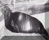 Carribean Monk Seal